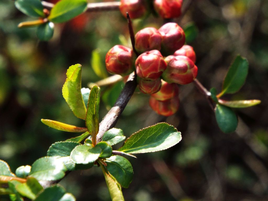 cv di Chaenomeles speciosa (Rosaceae)